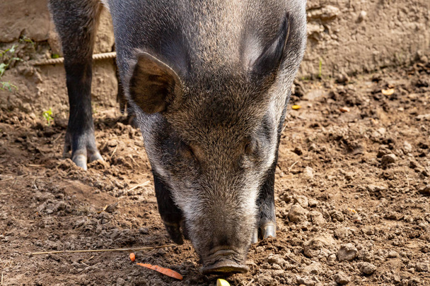 Wild boar head close up - Photo, Image