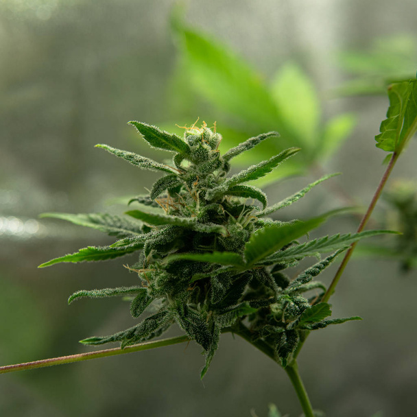 Выращивание медицинской марихуаны в помещении под действием камеры. Большой
 - Фото, изображение