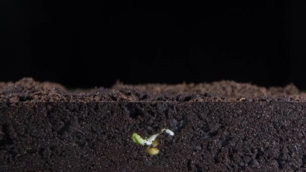 小さなエンドウ豆の穀物から植物の緑の芽が成長し、植物の地下根、新しい葉、時間間隔が見える - 映像、動画