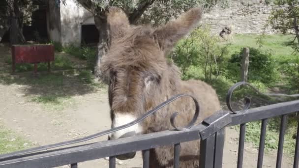 Nice brown donkey behind a iron fence. - Footage, Video