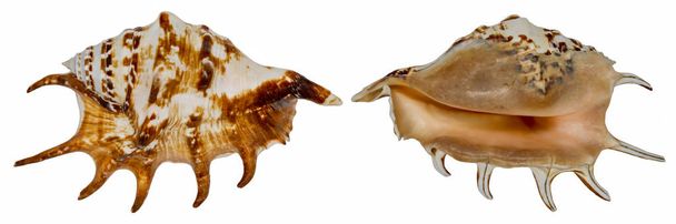 Mollusc shell. Clam shell. Seashell spider. Isolated on a white background. On both sides - Photo, Image