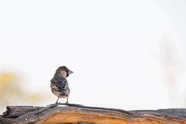 Social Weaver Bird Sitting on Branch - Photo, Image