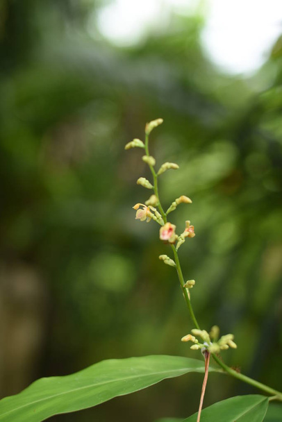 primer plano de las plantas con hojas verdes que crecen al aire libre durante el día
 - Foto, Imagen