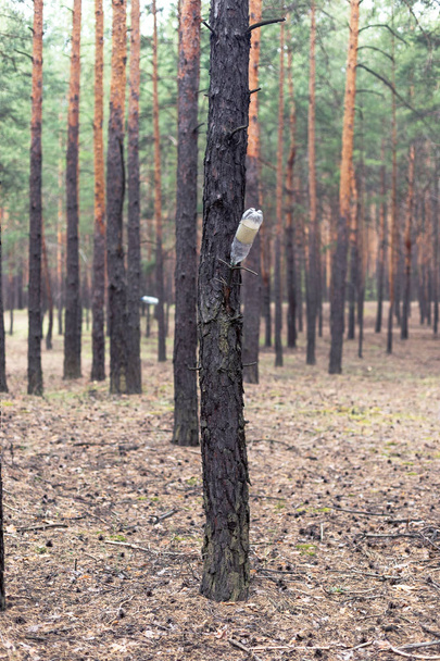 Botella de plástico en el árbol en el bosque de pinos
. - Foto, Imagen
