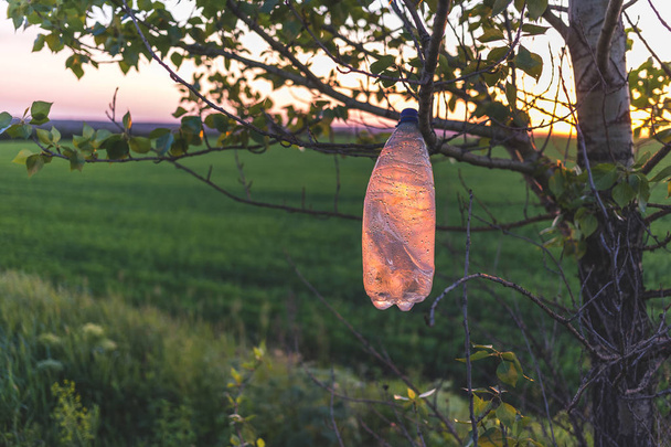 Bottiglia di plastica vuota su un albero al tramonto
. - Foto, immagini