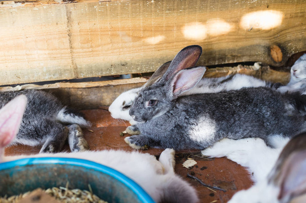 Breeding a large group of rabbits in a small shed. - Photo, image