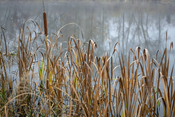 Řeka s podzimní vegetací za mlhavého dne - Fotografie, Obrázek