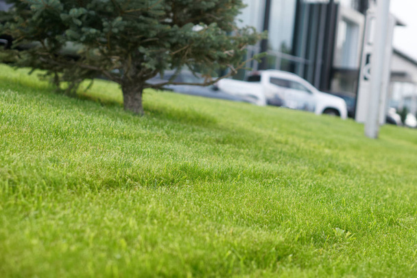 Эффективный и аккуратно отделанный ухоженный зеленый газон на цит
 - Фото, изображение