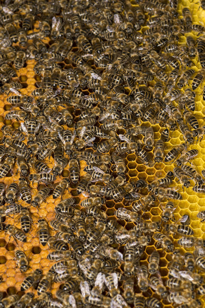 colmena de abejas, marco con abejas
 - Foto, imagen