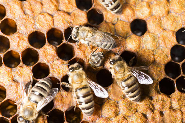 colmena de abejas, marco con abejas
 - Foto, imagen