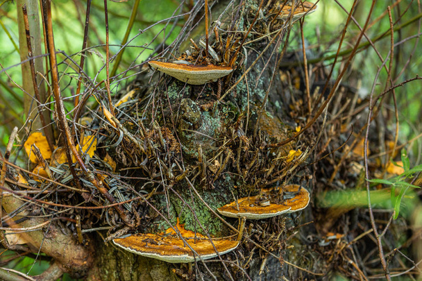 Mushrooms growing on a old stump in the autumn forest. Nature scenery. Closeup - Photo, Image