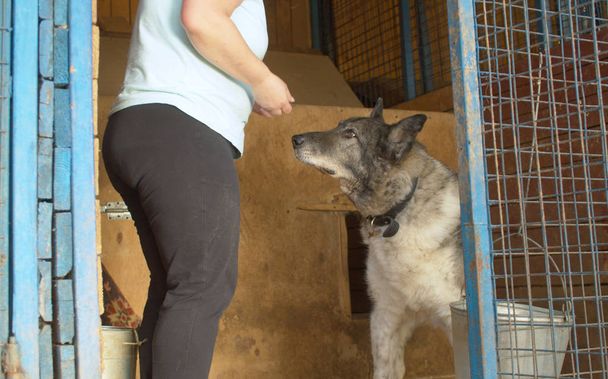 Εθελοντής στο βρεφικό σταθμό για σκύλους - Φωτογραφία, εικόνα