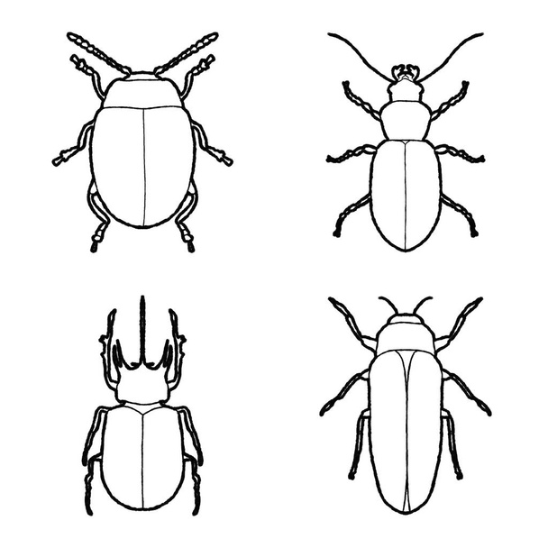 Beetle ζώων διάνυσμα εικονογράφηση χέρι ζωγραφισμένα κινούμενα σχέδια τέχνης - Διάνυσμα, εικόνα