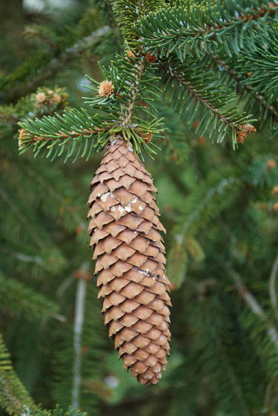 Pinecone na stromě v prosinci - Fotografie, Obrázek