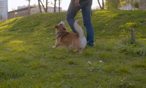 Muž, který chodí s korzeměpisným psem - Fotografie, Obrázek
