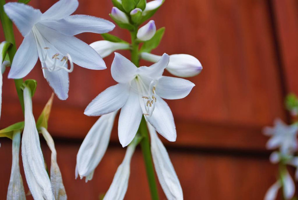 weiße und lila Hosta Blume im Hinterhof - Foto, Bild