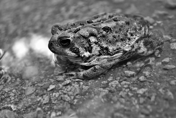 Zavřít pohled na žábu ve vodě - Fotografie, Obrázek