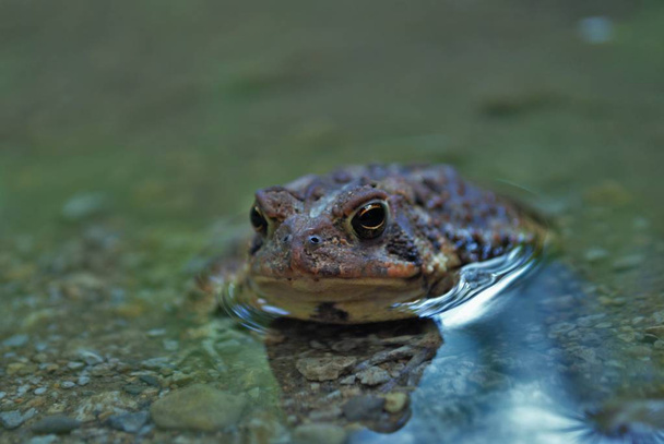 Close up view of a frog in the water - Photo, Image
