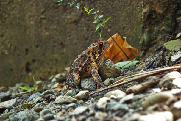 Zavřít pohled na žábu ve vodě - Fotografie, Obrázek