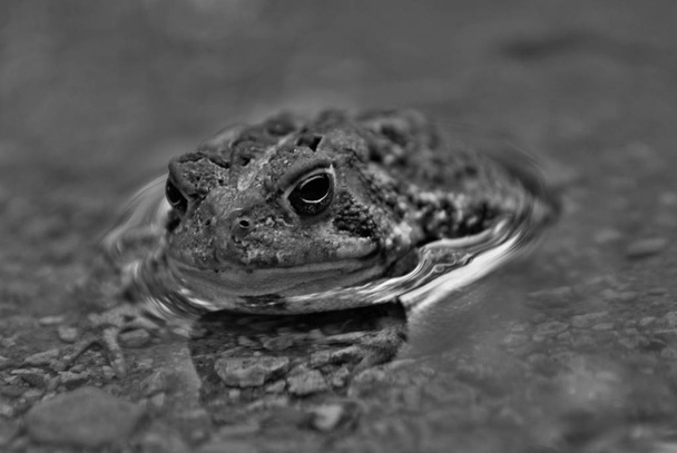 Close up view of a frog in the water - Photo, Image