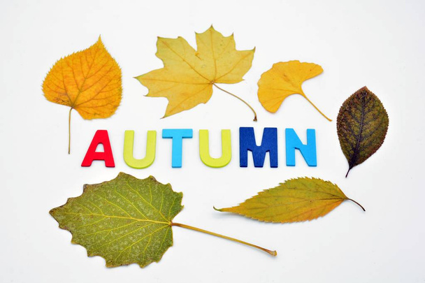 Colored wooden letters, forming the word autumn, fall, decorated with dried tree leaves - Foto, Imagem