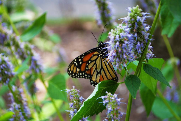 Бабочка-монарх со сломанным крылом на голубом цветке Вероники
 - Фото, изображение