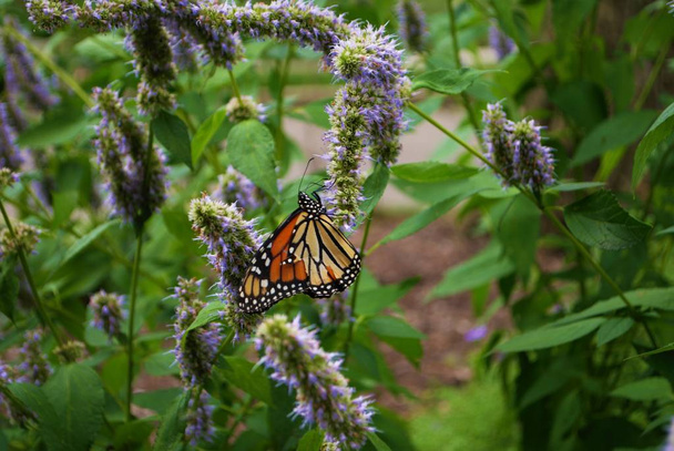 Monarch perhonen kanssa rikki siipi sininen Veronica kukka
 - Valokuva, kuva