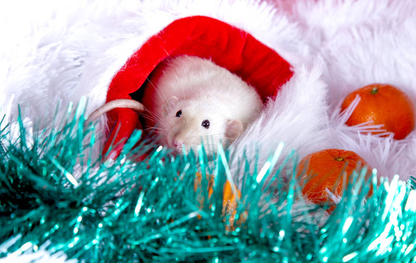 On a white fluffy blanket in a red Santa hat sits a white rat, a - Foto, afbeelding