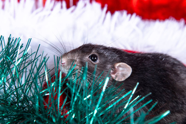 On a white fluffy blanket in a red Santa hat sits a black rat - Photo, image