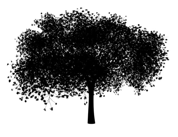 silueta de cerezo agrio aislado sobre fondo blanco
 - Foto, imagen