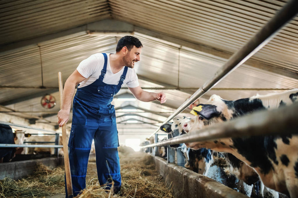 Full length of handsome caucasian farmer in overall feeding calves with hay. Stable interior. - Photo, Image