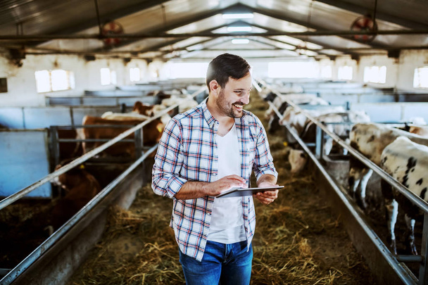 Guapo granjero caucásico en camisa a cuadros y jeans usando tableta y mirando a los terneros mientras está de pie en el establo
. - Foto, Imagen