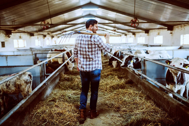 Rear view of handsome caucasian farmer in plaid shirt and jeans holding hay fork over shoulder while walking in stable. - Photo, Image