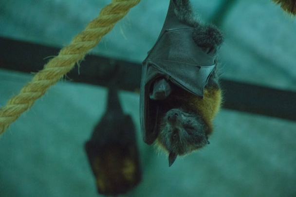 Egyptian fruit bats hanging head down on rope  - Fotoğraf, Görsel