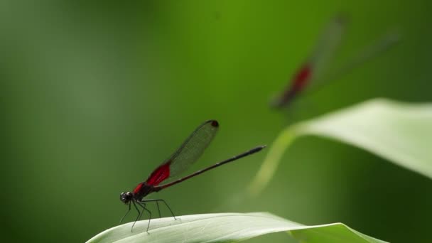 Rack focus of two  smoky rubyspot damselfly showing off - Footage, Video