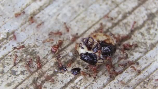 Gefressene weibliche Zecke wird von roten Ameisen gefressen - Filmmaterial, Video