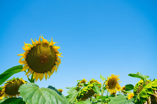 Auringonkukkapellot Kreikan hedelmällisillä viljelytasangoilla
 - Valokuva, kuva