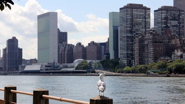 Kilátás a Roosevelt-szigetről az Egyesült Nemzetek East River feletti épületére, sirály ül az élvonalban, New York, Ny, USA - Fotó, kép