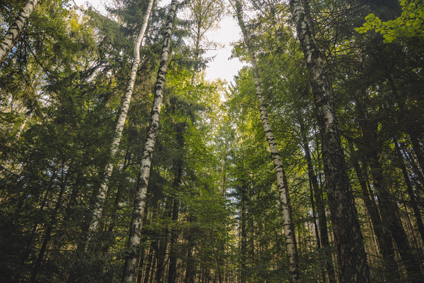 ψηλά δέντρα δάσος σημύδας ήσυχο γραφικό περιβάλλον τοπίο φωτογραφία foreworening από τα κάτω  - Φωτογραφία, εικόνα