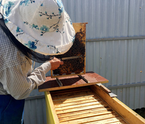 翼を持つミツバチは、養蜂家がプライベートで蜜を集めるためにゆっくりと飛ぶ - 写真・画像