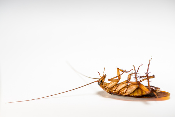 Chiudi scarafaggio morto su sfondo bianco
 - Foto, immagini