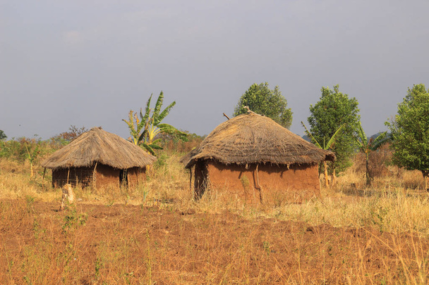 Perinteinen köyhä afrikkalainen kylä Ugandassa, joka koostuu saviastioista, pyöreistä majoista ja katosta.
. - Valokuva, kuva