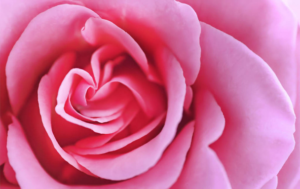Widok z bliska na piękną różową różę. Makro obraz różowej róży - Zdjęcie, obraz