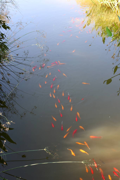 μικρά, κόκκινα ψάρια κολυμπούν σε μια λίμνη στο βόρειο Ισραήλ  - Φωτογραφία, εικόνα