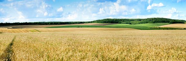 großer Panoramablick auf Landschaft mit Weizenfeld, Ähren und gelben und grünen Hügeln - Foto, Bild