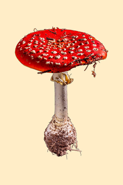 rode paddestoel Amanita muscaria op beige achtergrond - Foto, afbeelding