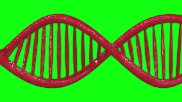 DNA animasyonu yeşil ekran animasyonu, sarmal animasyonu DNA 3d yeşil ekran 3d 4k sarmal 3d 4k, DNA genetik yeşil ekran genetik sarmal genetik DNA kromozomu, yeşil ekran sarmal kromozomu - Video, Çekim