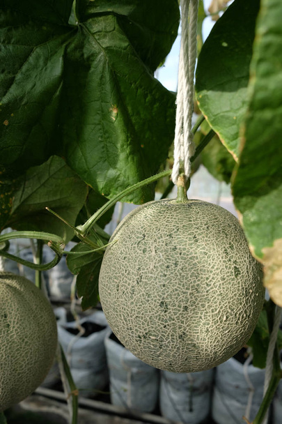 brote joven de melones japoneses o melones verdes o melones melones
 - Foto, Imagen