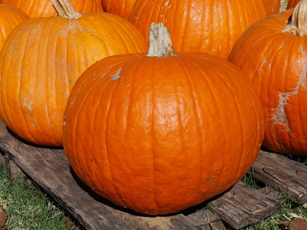 Close up of orange pumpkins at a pumpkin patch - 写真・画像