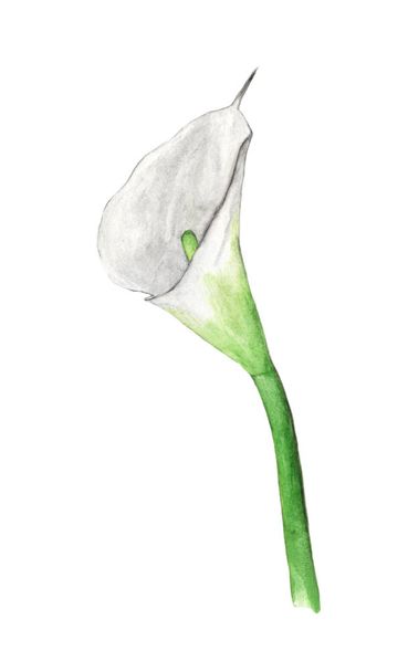 Akvarel ručně malované lilie Calla květiny na bílém pozadí. květina pro váš design. svatební pozvánky a přání. - Fotografie, Obrázek